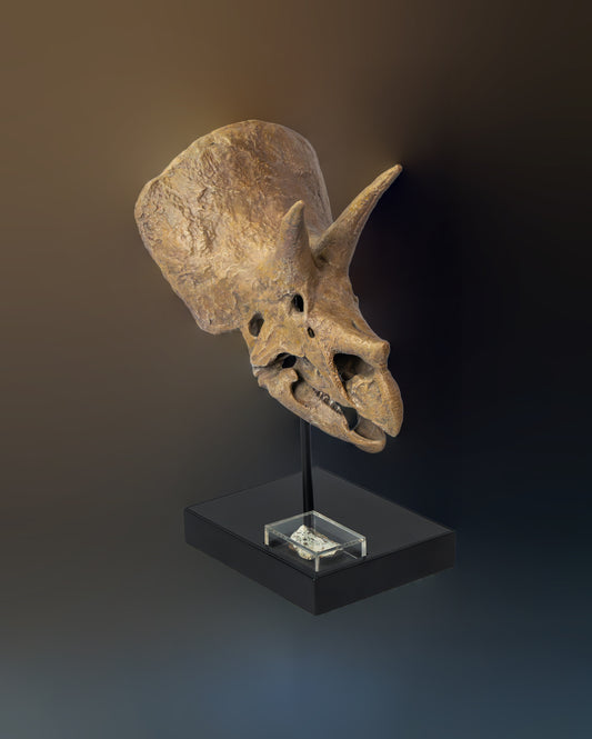Relic Skull