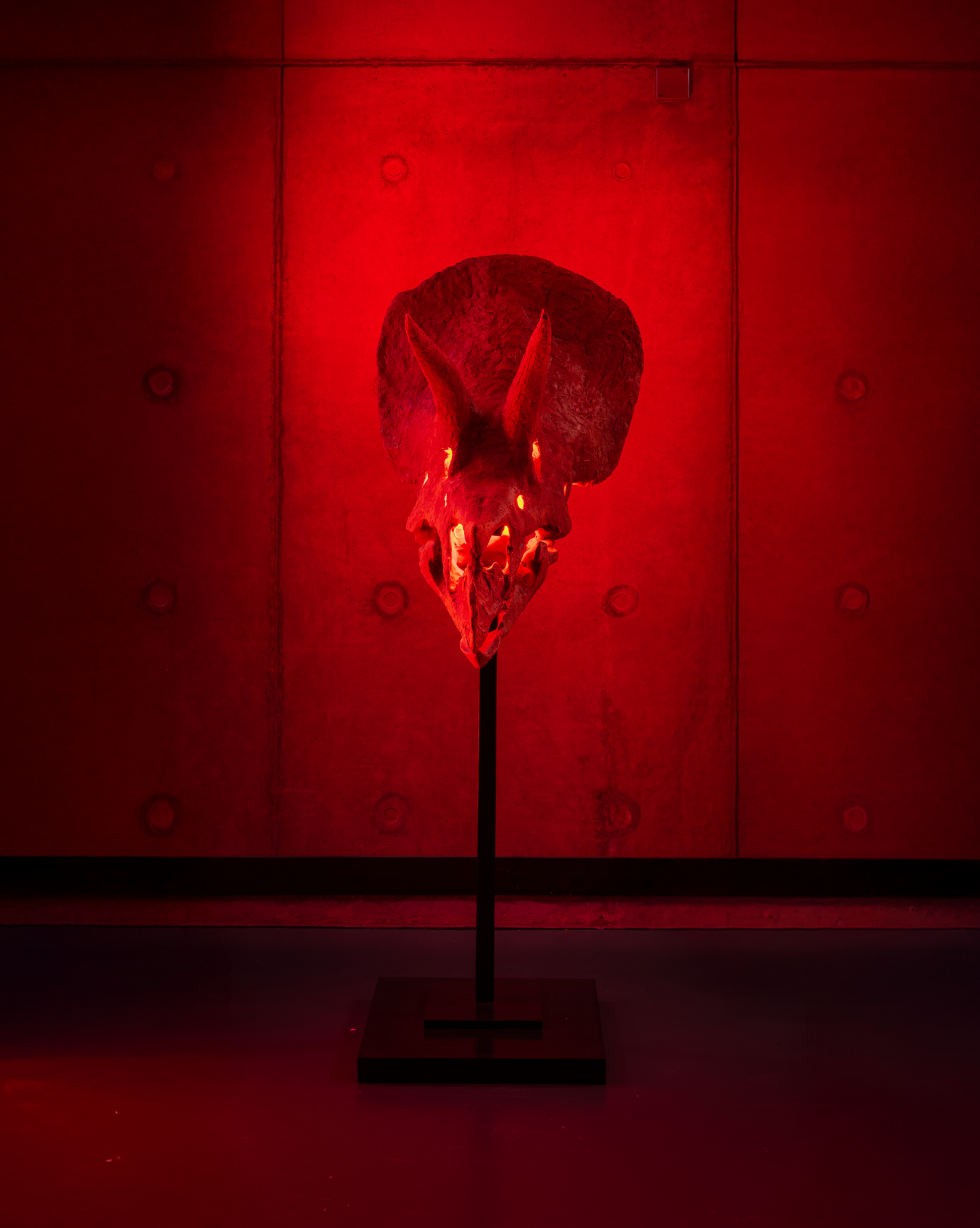 Collector Skull