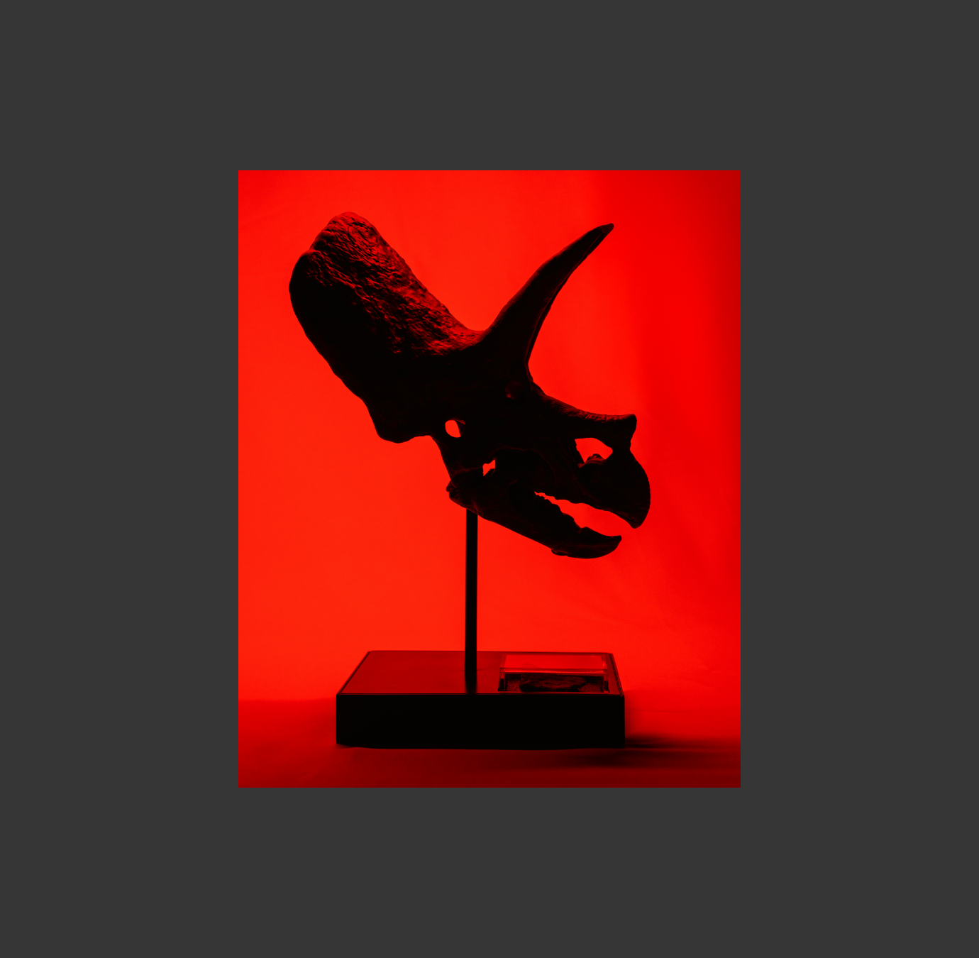 CO-MUSEUM X DINOSAUR FOUNDATION