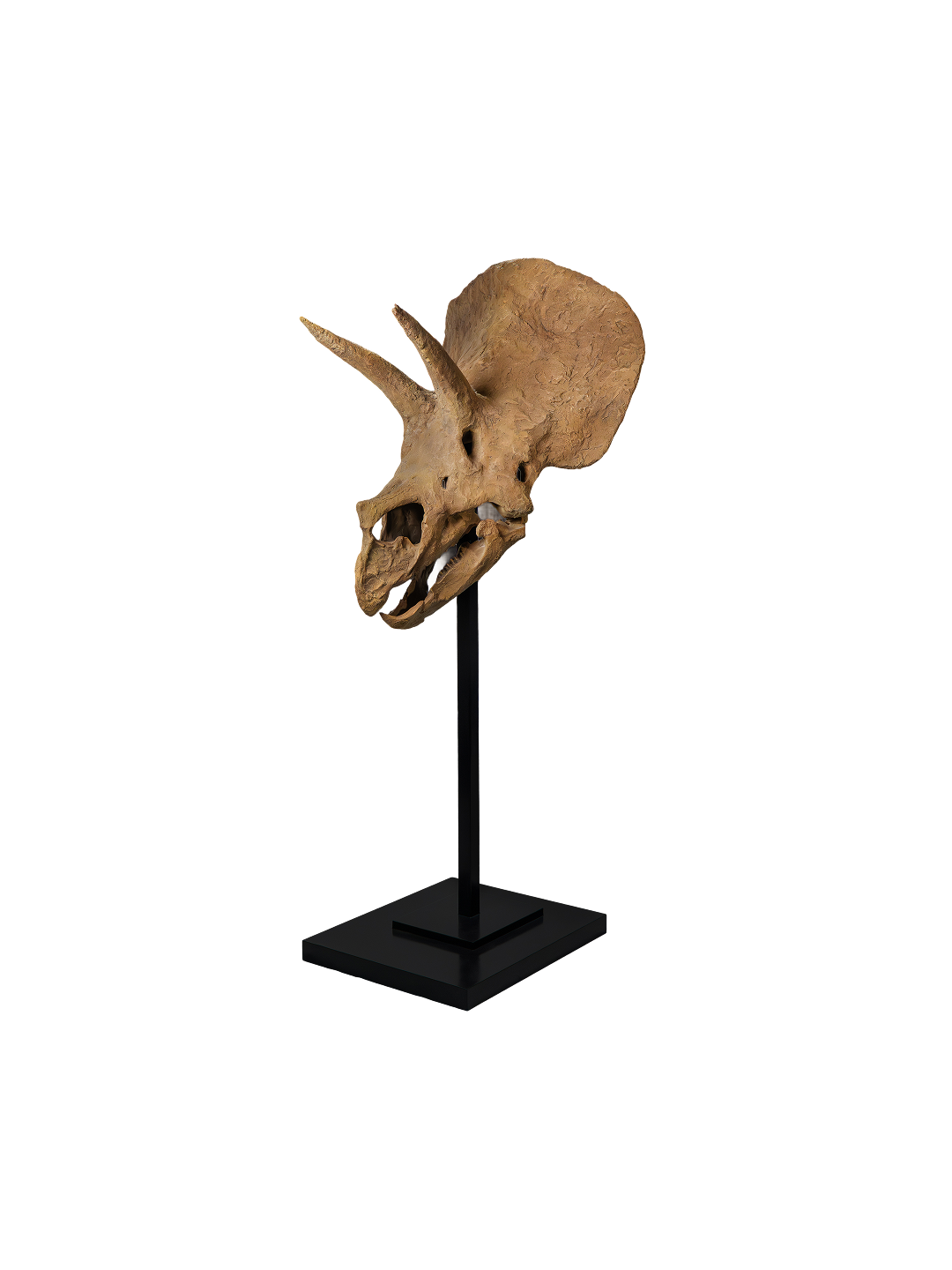 Collector Skull