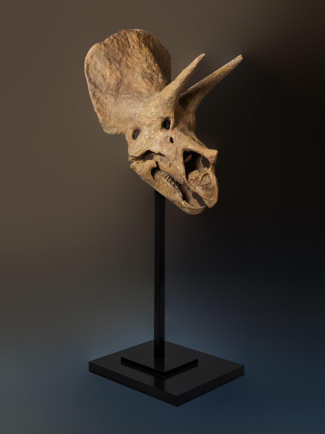 Collector Skull