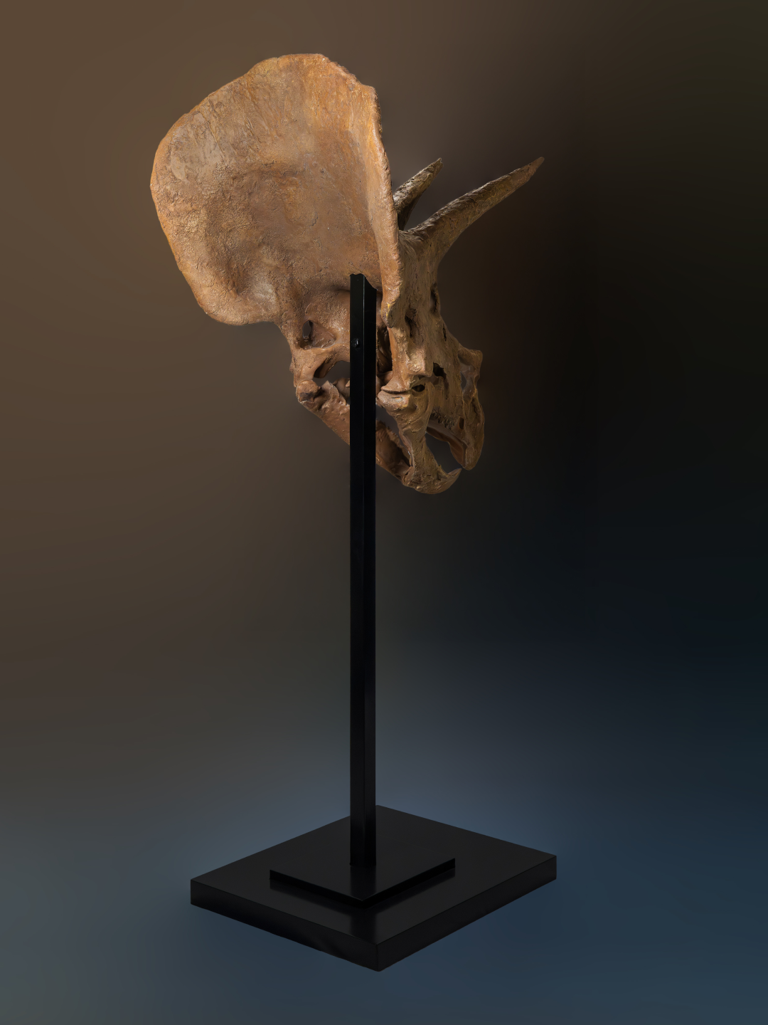 Collector Skull