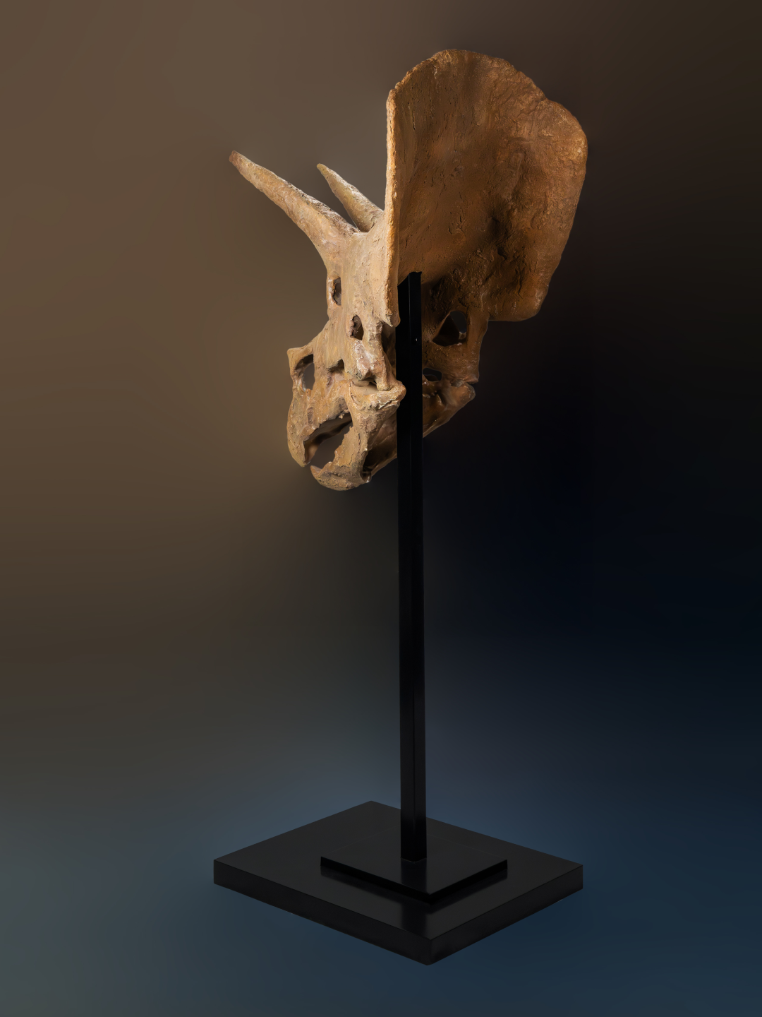 Collector Skull