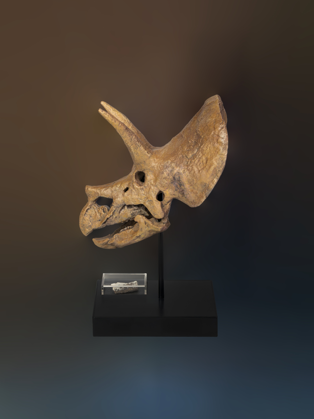 Relic Skull