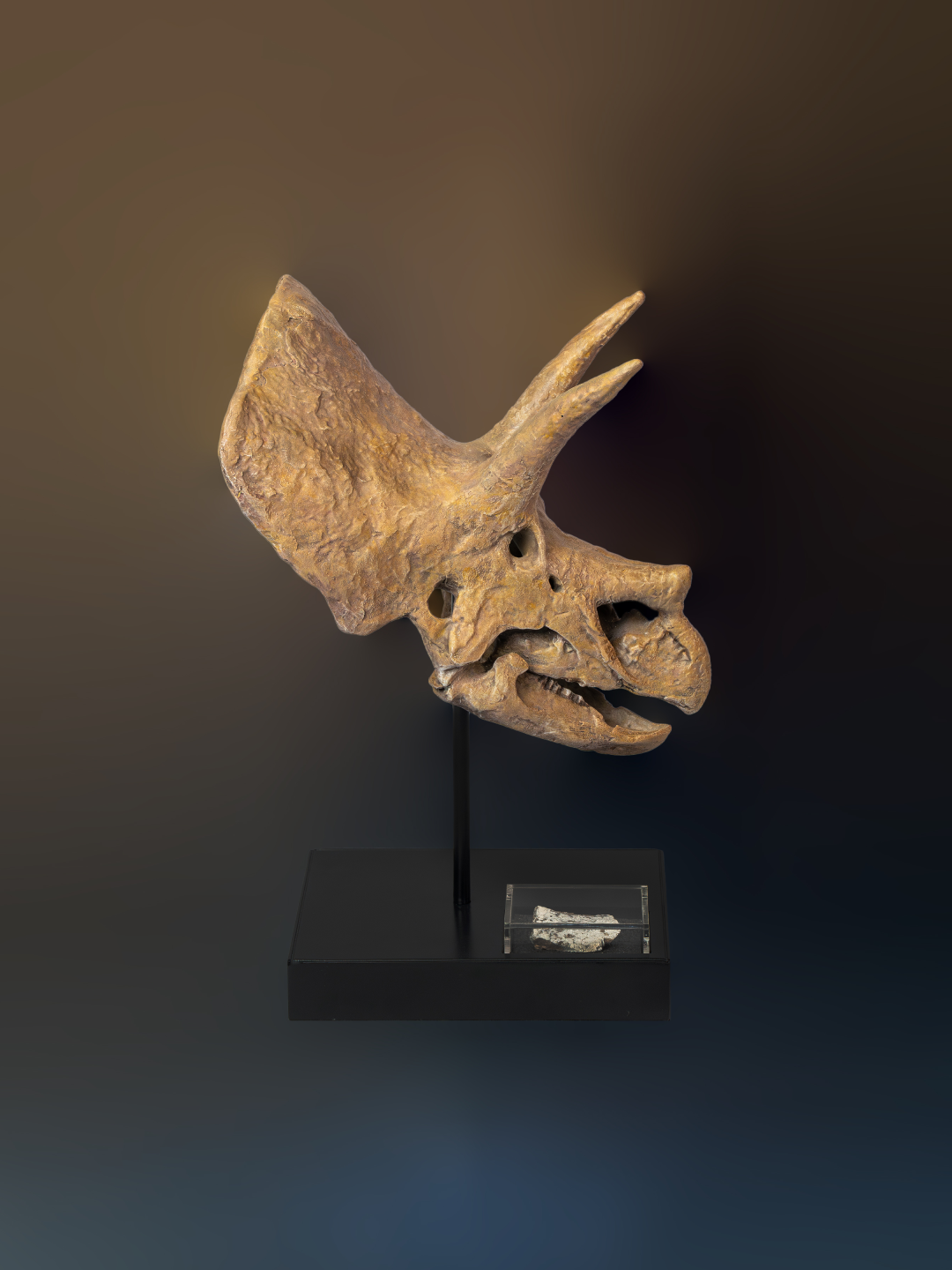 Relic Skull