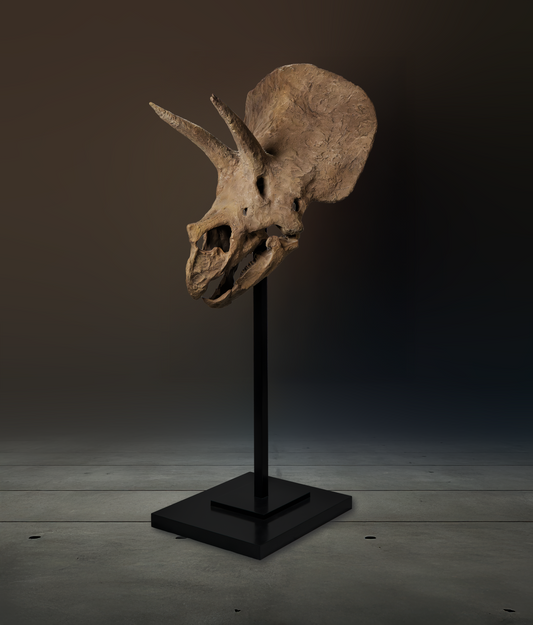 Collector Skull