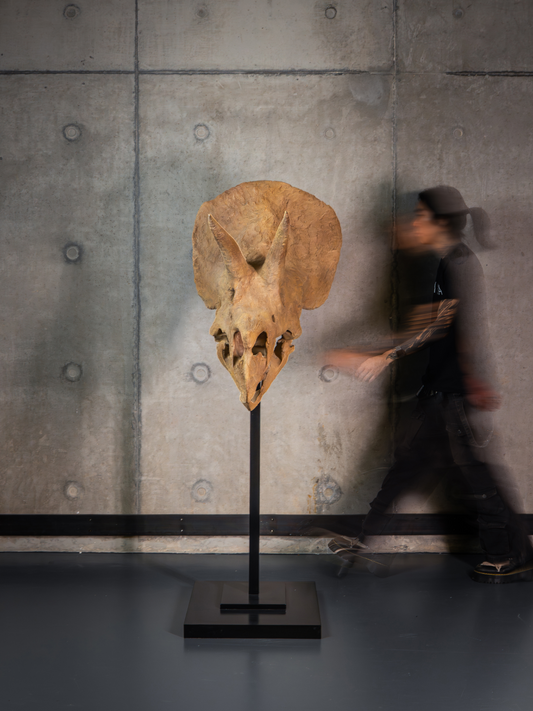 Collector Skull